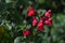 Close-up of Red Salvia Microphylla Flowers, Macro, Nature