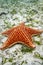 Close-up of red sea star or starfish resting on white sand of ocean floor