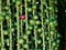 Close up of a red seed of a palm tree alone in a group of green