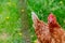 Close up of a red Shaver chicken with a reddish-brown in color on an organic farm