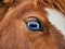 A close-up of red Shetland horse