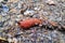 Close-up on a red slug