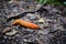 Close up of the red slug, Arion rufus. Also known as large red slug, chocolate arion and European red slug. The