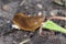 close up of The red slug (Arion rufus), also known as the large red slug, chocolate arion and European red snail, eating leafs in