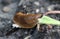 close up of The red slug (Arion rufus), also known as the large red slug, chocolate arion and European red snail, eating leafs in