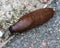 close up of The red slug (Arion rufus), also known as the large red slug, chocolate arion and European red snail, eating leafs in