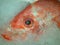 Close up red snapper at the fish market