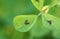 Close up of red spotted clover, medicago arabica with yellow flowers