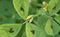 Close up of red spotted clover, medicago arabica with yellow flowers