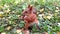 Close up of red squirrel eating a hazelnut standing on green grass with leaves