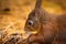 Close up of a Red Squirrel eating a nut.