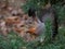 Close-up of the Red Squirrel (Sciurus vulgaris) sitting on branches of English or European yew (Taxus baccata