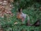 Close-up of the Red Squirrel (Sciurus vulgaris) sitting on branches of English or European yew (Taxus baccata