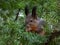 Close-up of the Red Squirrel (Sciurus vulgaris) sitting on branches of English or European yew (Taxus baccata