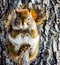 Close up of Red Squirrel sitting on broken branch