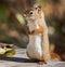 Close up of Red Squirrel standing up