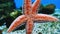 Close-up of a red starfish clinging to the glass wall of an aquarium