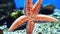 Close-up of a red starfish clinging to the glass wall of an aquarium