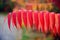 Close Up of Red Sumac Leaves