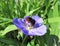 Close up of red tailed bumblebee drinking nectar from delicate blue flower