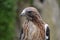 Close up of a red tailed hawk