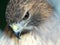 Close up of a Red Tailed Hawk`s Face, Eye and Beak