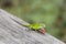 Close-up of a red-throated anole, anolis carolinensis