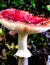 Close up of red toadstool, poisonous mushroom