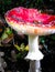 Close up of red toadstool, poisonous mushroom