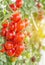 Close up red tomatoes hang on trees in greenhouse