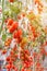 Close up red tomatoes hang on trees in greenhouse