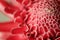 Close up of red Torch Ginger flower petal