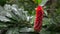 Close up of a red tower ginger flower on maui