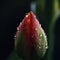 A close up of a red tulip bud with water droplets, AI