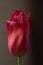 Close up red tulip on dark background