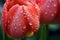 Close up of red tulip flower with rain water drops