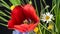 Close-up on a red tulip heart surrounded by flowers