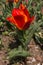 Close up of red tulip with yellow shades