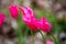 Close up on red tulipa