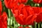 Close-up red Tulipa gesneria blooming in Keukenhof gardens