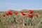 Close-up red tulips in desert near mount  Bogdo.