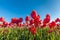 Close up red tulips in field