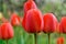 Close-up of red tulips on a green background. A spring garden full of life.