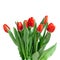 Close-up red tulips isolated