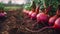 Close up of red turnip vegetable plant in plantation