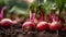 Close up of red turnip vegetable plant in plantation