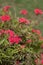 Close up Red Verbena with foliage