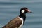 Close up Red-wattled Lapwing