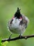 Close-up of a red Whiskered Bulbul bird perching in natural environment on green background