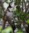 Close-up of a Red-whiskered bulbul perched on a tree twig in the forest